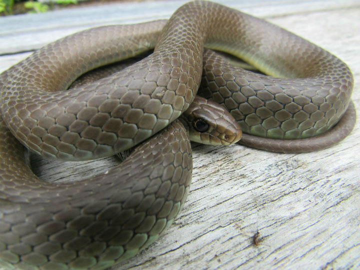 Yellowbelly Racer